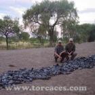 Fotos de torcaces 5