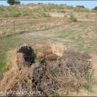 Fotos de torcaces 6