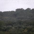 Fotos de torcaces 5
