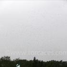 Fotos de torcaces 6