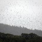 Fotos de torcaces 5