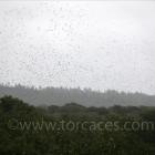 Fotos de torcaces 3