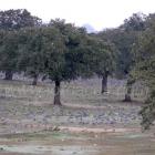 Fotos de torcaces 1