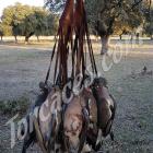Fotos de torcaces 2