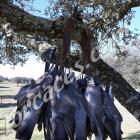 Fotos de torcaces 5