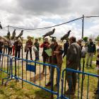 Fotos de torcaces 5