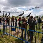 Fotos de torcaces 4