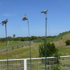 Fotos de torcaces 4