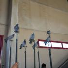 Fotos de torcaces 5