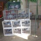 Fotos de torcaces 6
