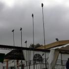 Fotos de torcaces 6