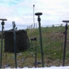 Fotos de torcaces 6