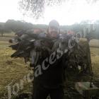 Fotos de torcaces 1