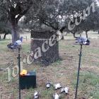 Fotos de torcaces 4