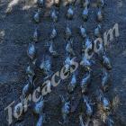 Fotos de torcaces 1