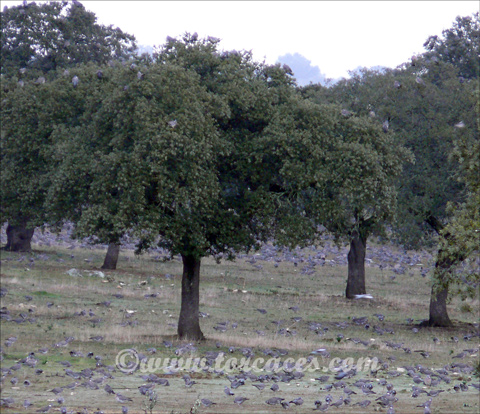 alimentacion de la paloma torcaz