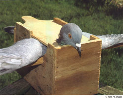 construir una caja para maquillar y pintar cimbeles de palomas