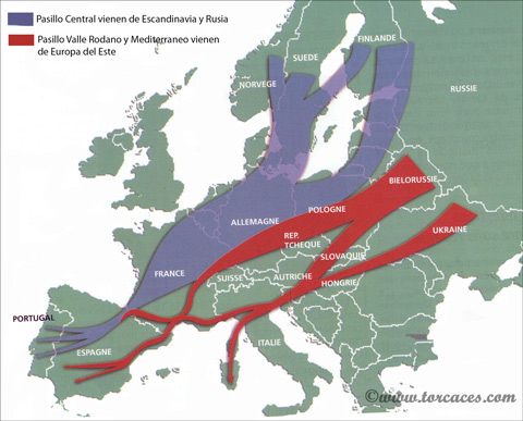 el pasillo central de la migracion de paloma torcaz