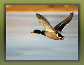 coto patos salvajes