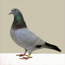 domesticar Gascogne Azul