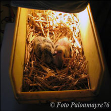 domesticar bombillas