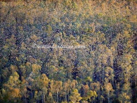 dormidero de palomas torcaces