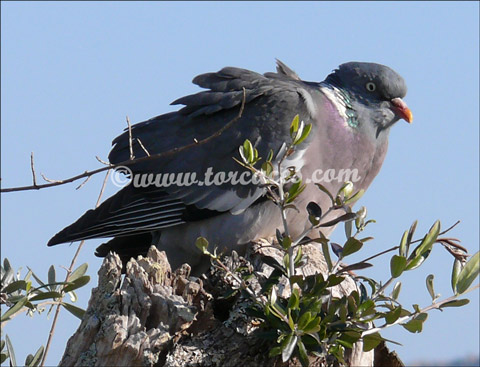 enfermedad DE LAS PALOMAS