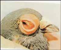 enfermedad coryza