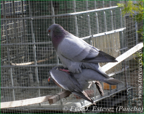apareamiento de azul de gascogne y torcaz apareamiento de palomas