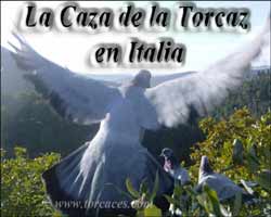 la caza de la torcaz en italia