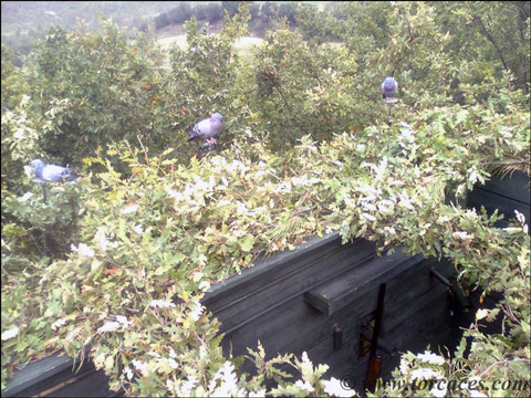puesto de caza al paso en italia colocado en lo alto del arbol con se&ntilde;uelos de raquetas bombas