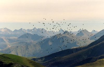 Observación de Migración de Torcaces