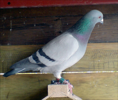 palomar posaderas paloma