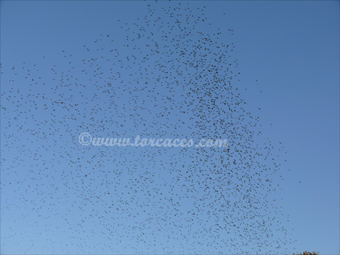 BANDO DE PALOMAS DE PASO