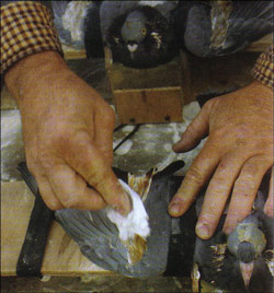 pintar y maquillar palomas