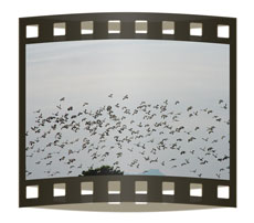 portada_video_5