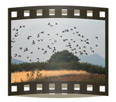 portada_video_6