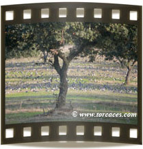 Palomas Torcaces en Invierno
