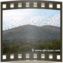 Torcaces...Volvere
