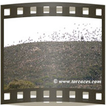 portadavideo5