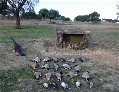 tirada de patos en extremadura