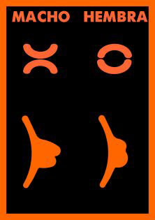 sexo de la paloma