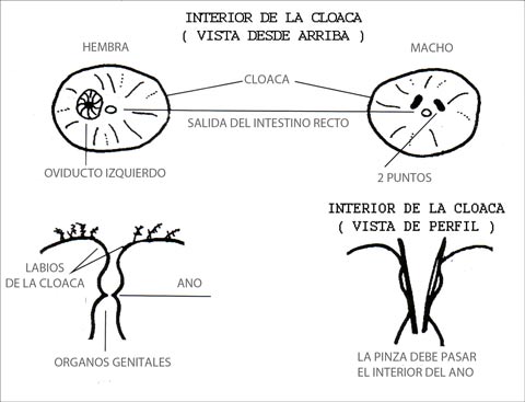 determinar el sexo de las palomas
