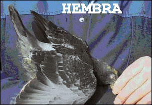 sexo hembra paloma