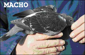 sexo macho