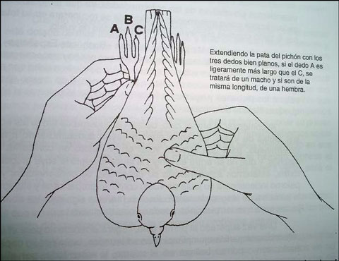 sexo mano para determinar el sexo de las palomas