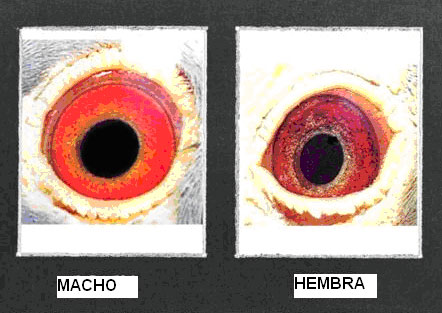 sexo ojos