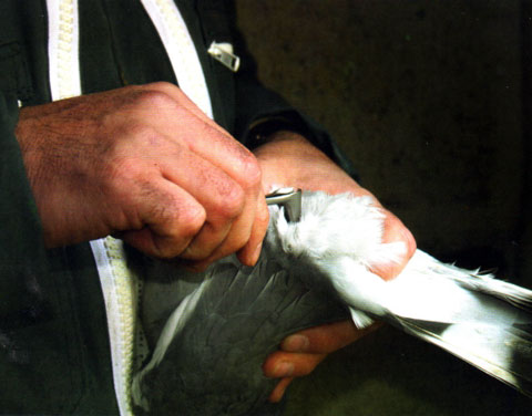pinza para determinar el sexo de las palomas