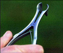 pinza para determinar el sexo de las palomas