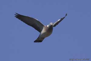 vuelo vuelo